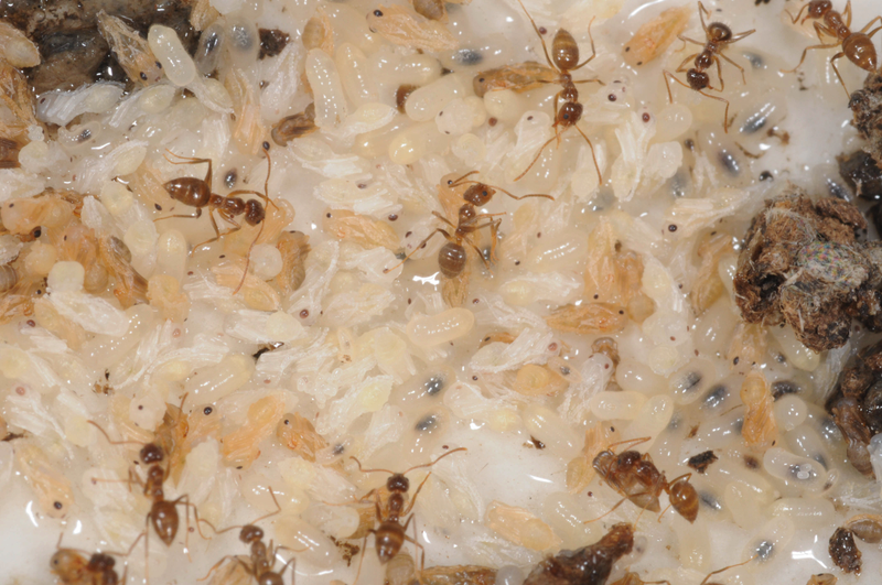 Illustration for article titled Southern United States Invaded by "Hairy, Crazy Ants" that Attack Electrical Systems